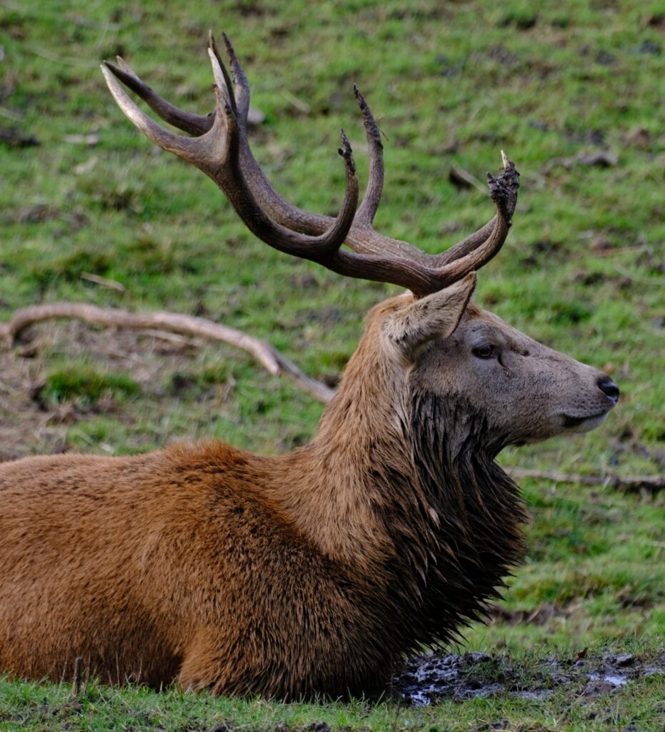 Not Rudolph